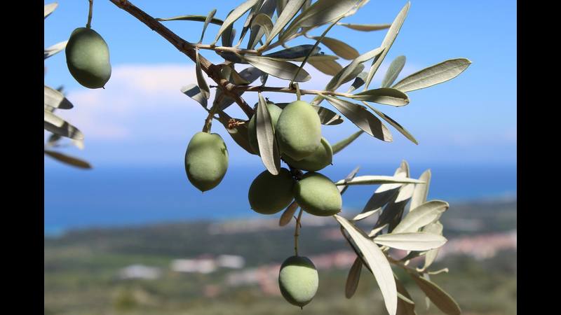 Sapori di Sicilia: olio e agrumi, Azienda Agricola Zito, Torrenova in provincia di Messina
